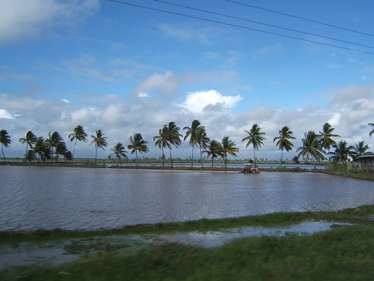 Tractor working a flooded rice field in Guyana, with palms along the boundary